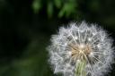 dandilion clock1