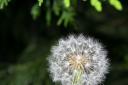 dandilion clock1