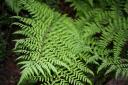 fern1